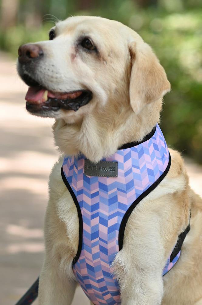 Geometrical Light Harness + Leash Set