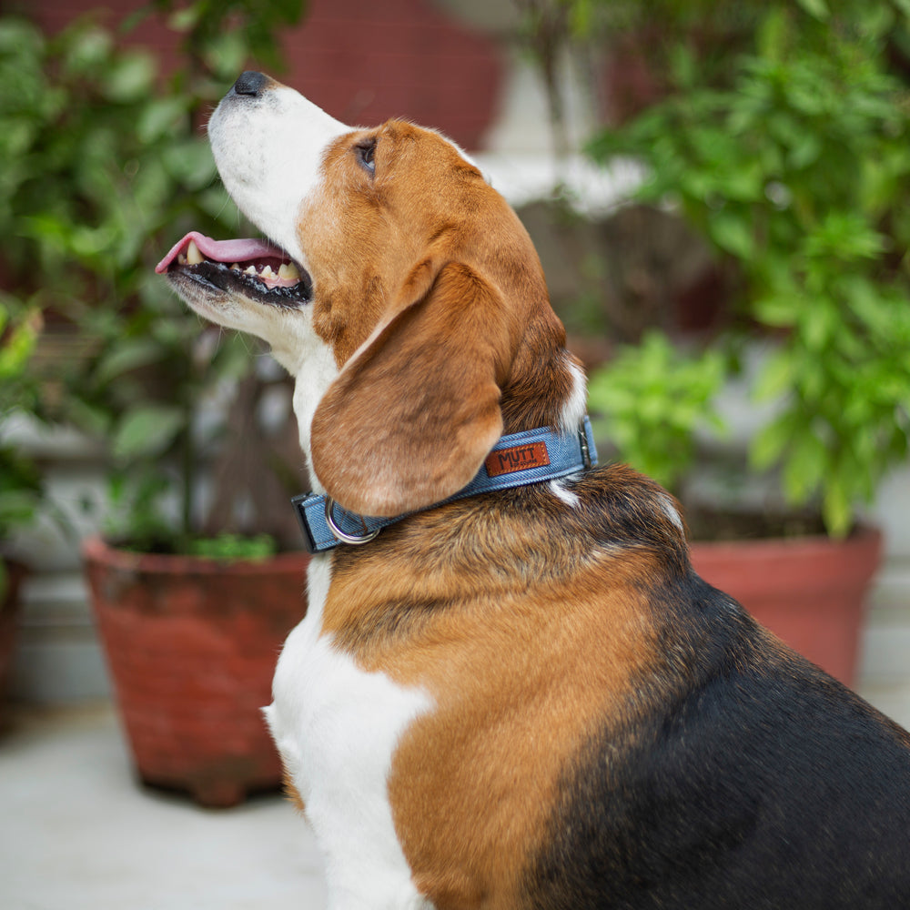 Light Blue Denim Collar