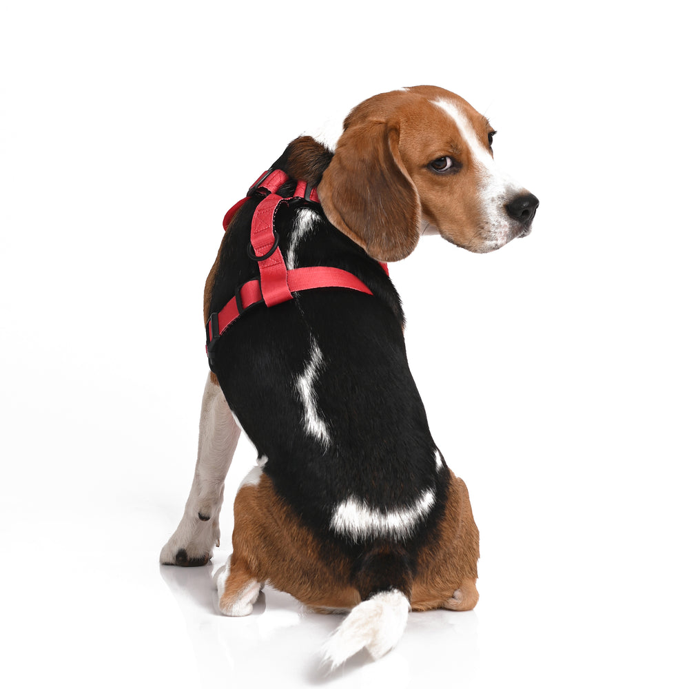 Friends of HP Harness Harry Potter Dog Harness Mutt of Course