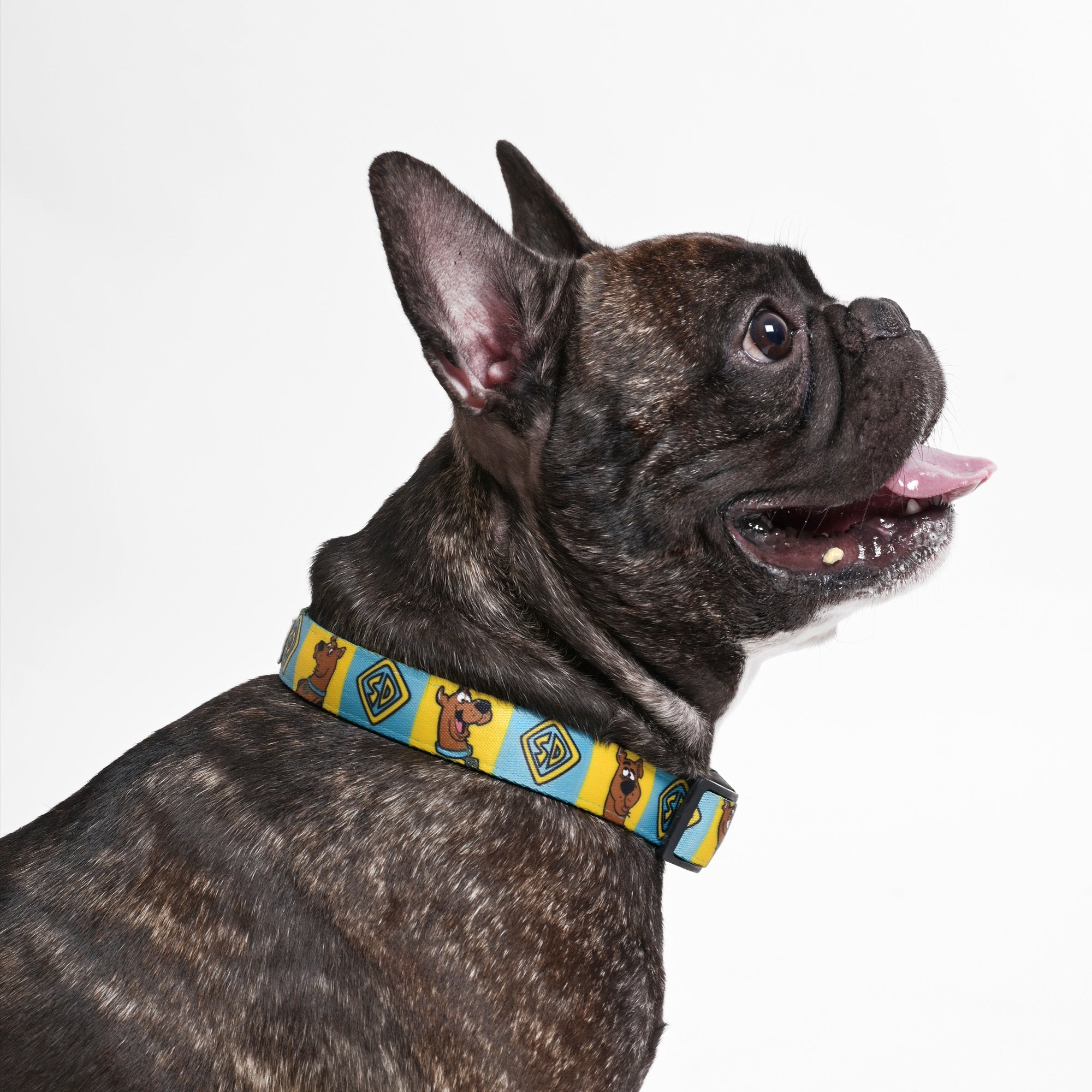 Scrappy doo hotsell collar for dogs