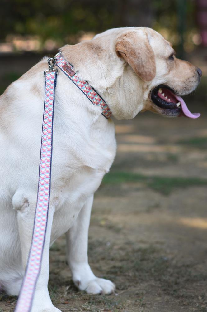 Candy Barr Leash - Mutt of Course