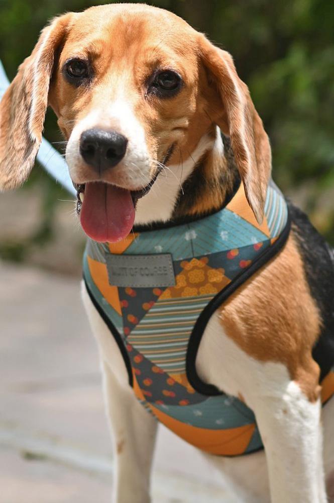 Tricky Turkey Harness - Mutt of Course