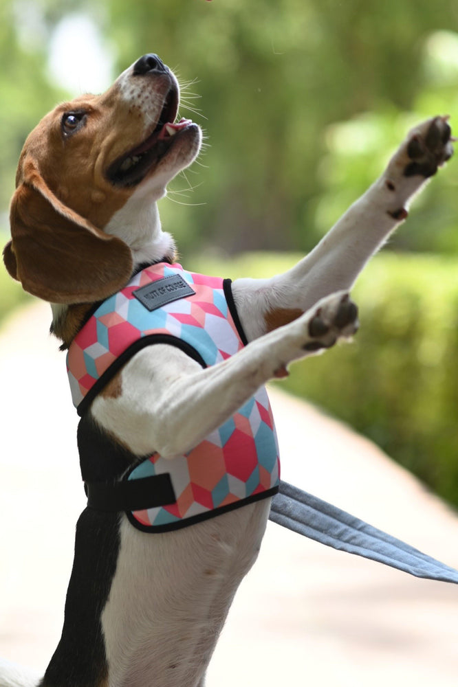 Candy Barr Harness - Mutt of Course